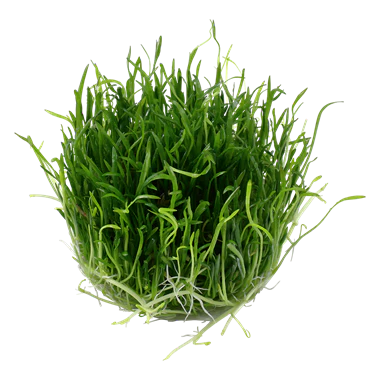 Tropica Lilaeopsis brasiliensis 1-2-GROW! - Image 2