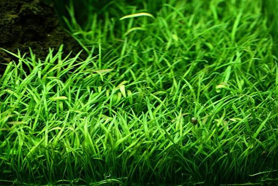 Tropica Lilaeopsis brasiliensis 1-2-GROW! - Image 3