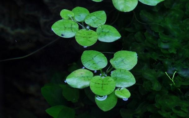 Tropica Limnobium laevigatum 1-2-GROW! - Image 2