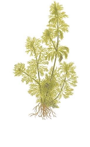 Tropica Limnophila Sessiliflora in Pot