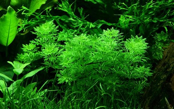 Tropica Limnophila Sessiliflora in Pot - Image 3