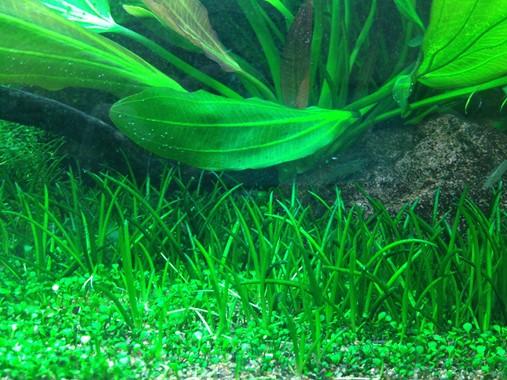 Tropica Littorella uniflora 1-2-Grow! - Image 2