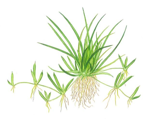 Tropica Littorella uniflora 1-2-Grow! - Image 3