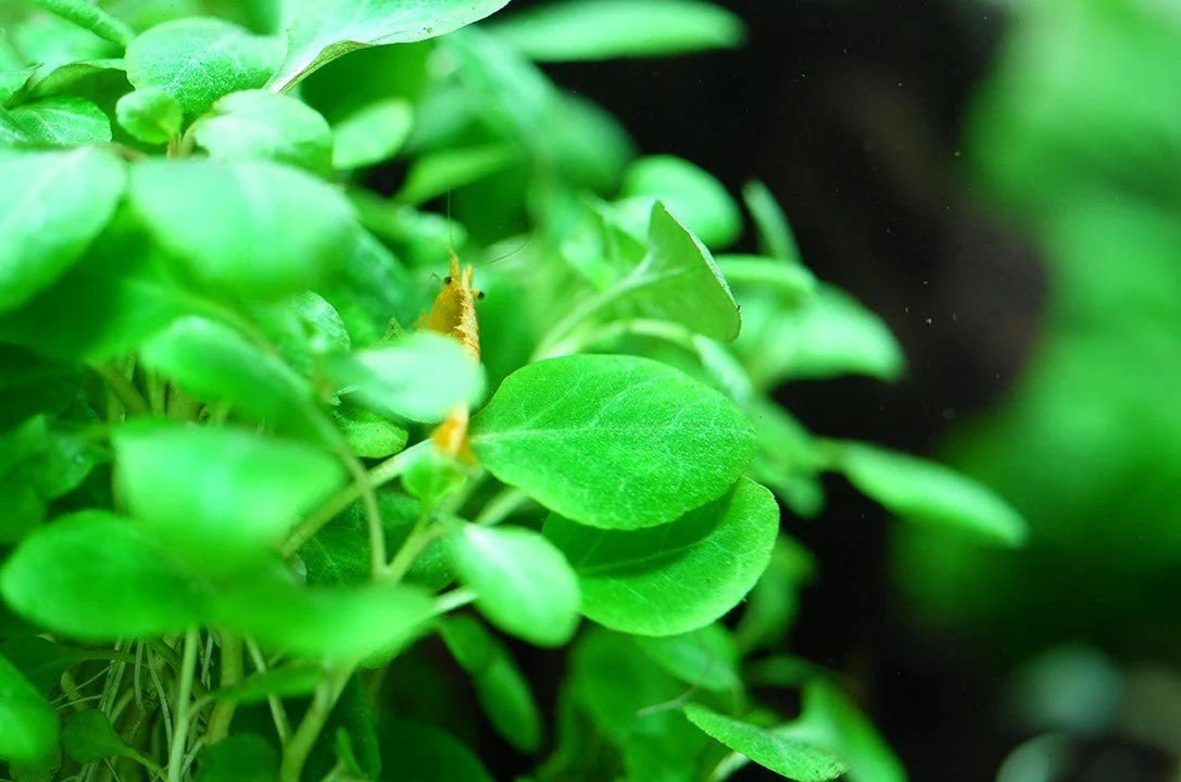 Tropica Lobelia cardinalis 'Mini' 1-2-Grow! - Image 2