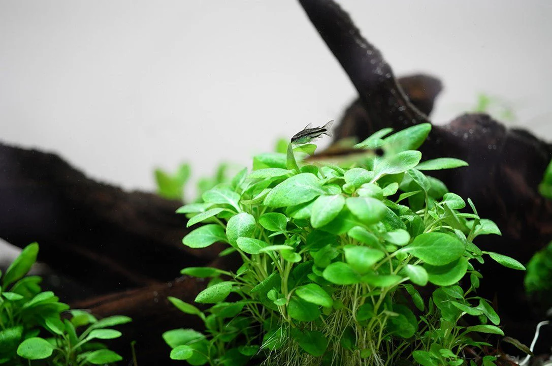 Tropica Lobelia cardinalis 'Mini' 1-2-Grow! - Image 3