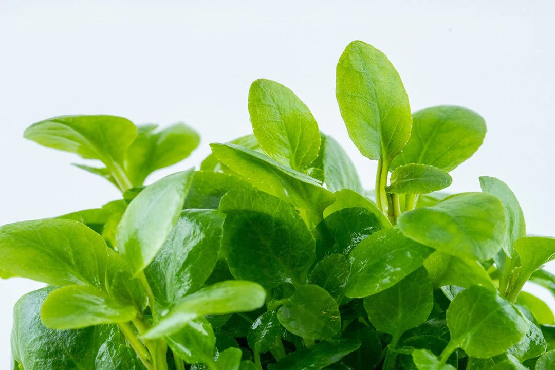 Tropica Lobelia cardinalis 'Mini' 1-2-Grow! - Image 4