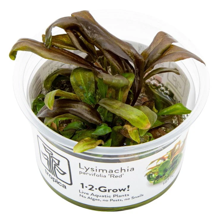 Tropica Lysimachia parvifolia ‘Red’ 1-2-GROW!