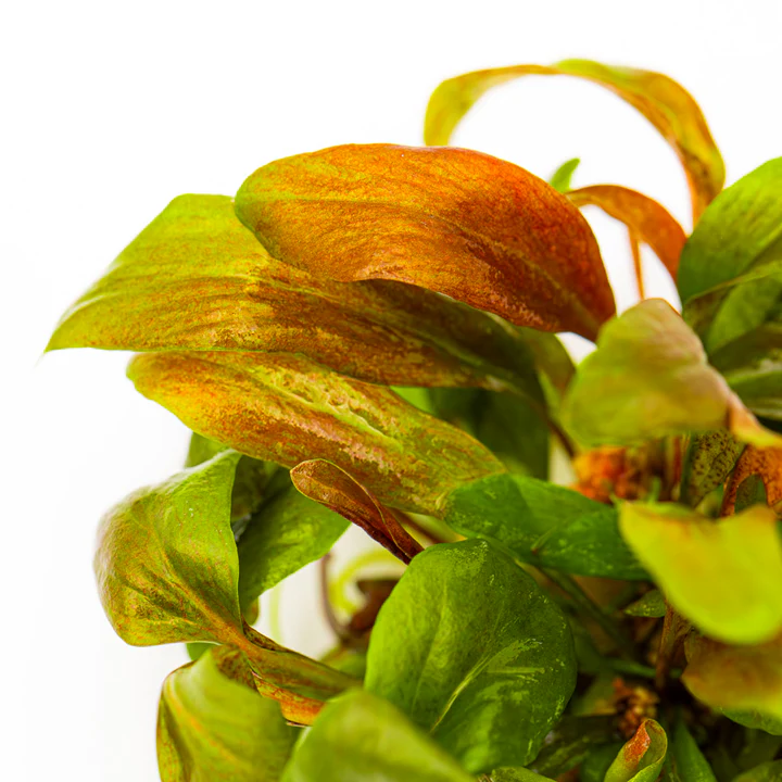 Tropica Lysimachia parvifolia ‘Red’ 1-2-GROW! - Image 2