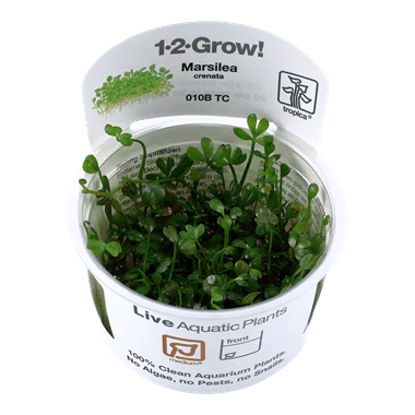 Tropica Marsilea crenata 1-2-GROW!