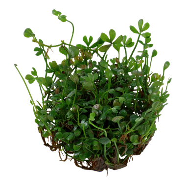 Tropica Marsilea crenata 1-2-GROW! - Image 2