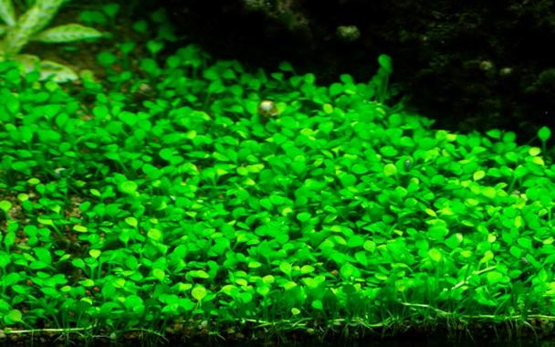 Tropica Marsilea crenata 1-2-GROW! - Image 3