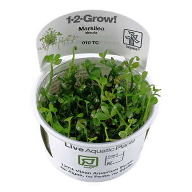 Tropica Marsilea hirsuta 1-2-GROW!