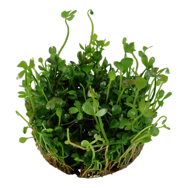 Tropica Marsilea hirsuta 1-2-GROW! - Image 2