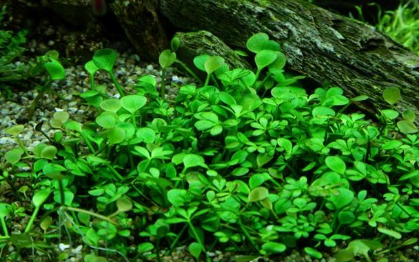 Tropica Marsilea hirsuta 1-2-GROW! - Image 3
