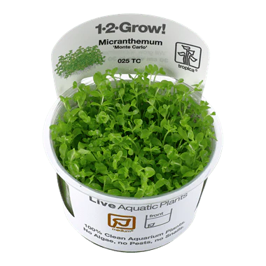 Tropica Micranthemum tweediei 'Monte Carlo' 1-2-GROW!