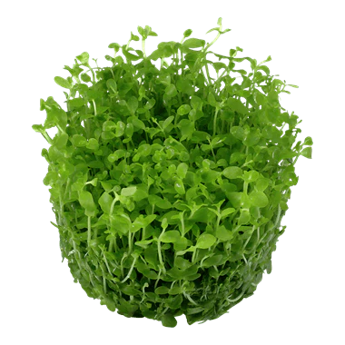 Tropica Micranthemum tweediei 'Monte Carlo' 1-2-GROW! - Image 2