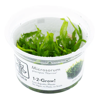Tropica Microsorum pteropus 'Narrow' 1-2-GROW!