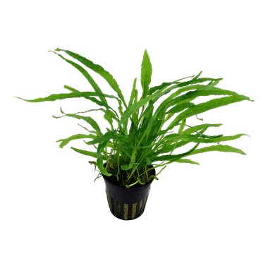 Tropica Microsorum pteropus 'Narrow' potted