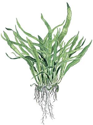 Tropica Microsorum pteropus 'Narrow' potted - Image 2