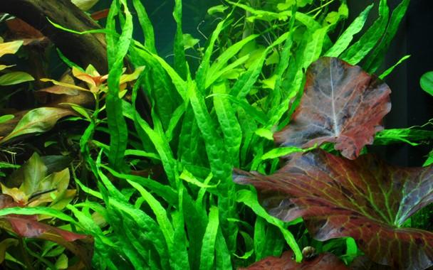 Tropica Microsorum pteropus 'Narrow' potted - Image 3