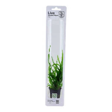 Tropica Microsorum pteropus 'Narrow' potted - Image 4