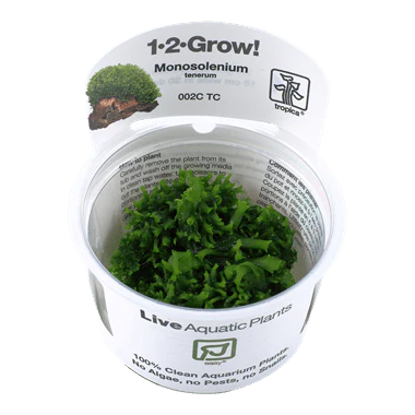 Tropica Monosolenium tenerum 1-2-Grow!