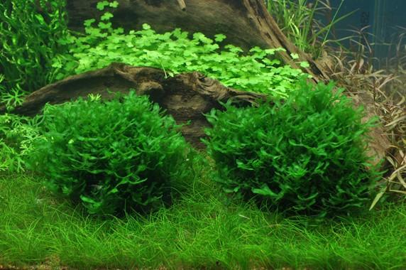 Tropica Monosolenium tenerum 1-2-Grow! - Image 2
