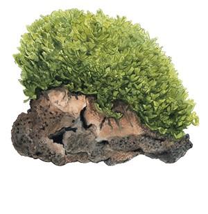 Tropica Monosolenium tenerum 1-2-Grow! - Image 3