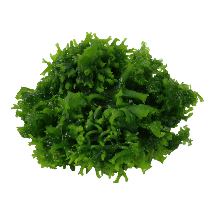 Tropica Monosolenium tenerum 1-2-Grow! - Image 4