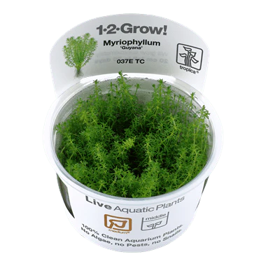 Tropica Myriophyllum 'Guyana' 1-2-GROW!