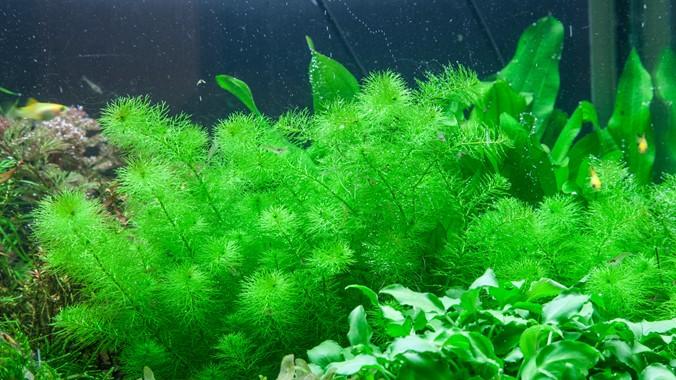 Tropica Myriophyllum 'Guyana' 1-2-GROW! - Image 2