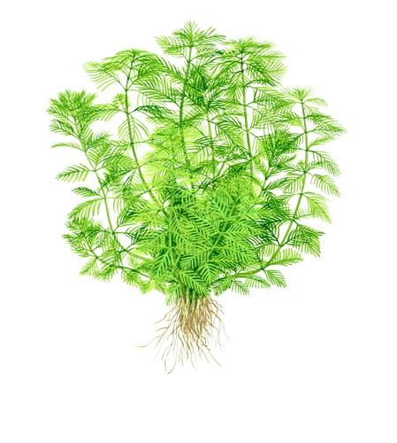 Tropica Myriophyllum mattogrossense in Pot