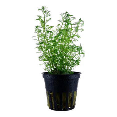 Tropica Myriophyllum mattogrossense in Pot - Image 2