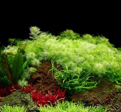 Tropica Myriophyllum mattogrossense in Pot - Image 3