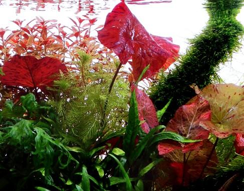 Tropica Nymphaea lotus - Image 4