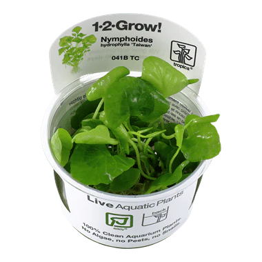 Tropica Nymphoides Hydrophylla 'Taiwan' 1-2-GROW!