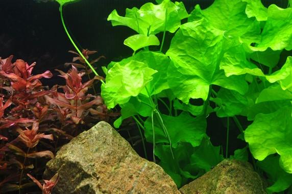 Tropica Nymphoides Hydrophylla 'Taiwan' 1-2-GROW! - Image 2