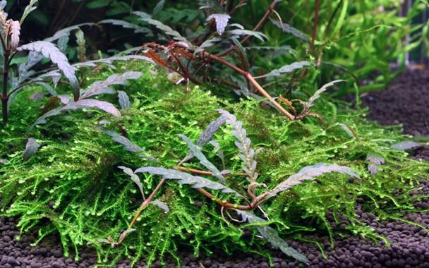 Tropica on Wood Hygrophila pinnatifida and moss - Image 3