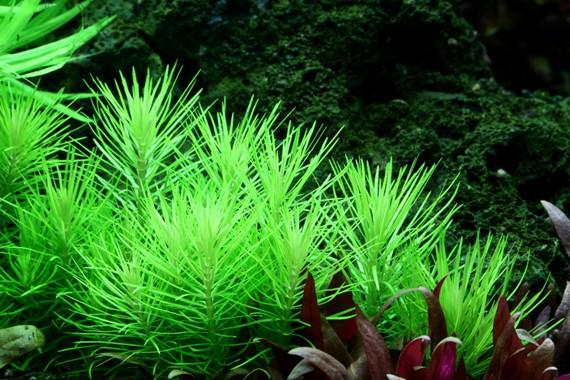 Tropica Pogostemon deccanensis 1-2-GROW! (AKA Pogostemon Erectus) - Image 2