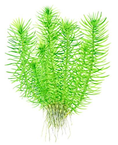 Tropica Pogostemon deccanensis 1-2-GROW! (AKA Pogostemon Erectus) - Image 3