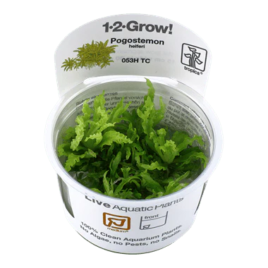 Tropica Pogostemon Helferi 1-2-GROW!