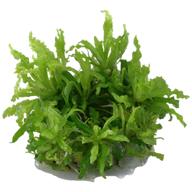 Tropica Pogostemon Helferi 1-2-GROW! - Image 2