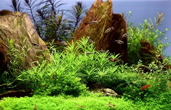 Tropica Pogostemon Helferi 1-2-GROW! - Image 3