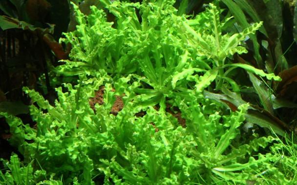 Tropica Pogostemon helferi on Wood - Image 3