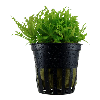 Tropica Pogostemon Helferi in Pot