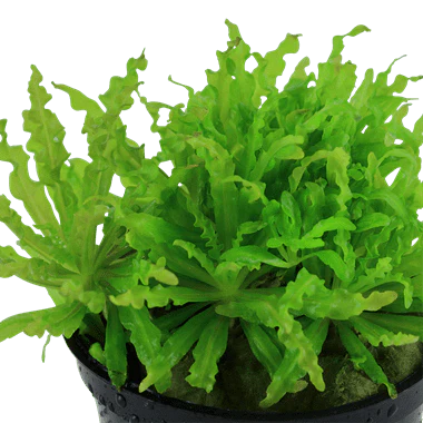 Tropica Pogostemon Helferi in Pot - Image 2
