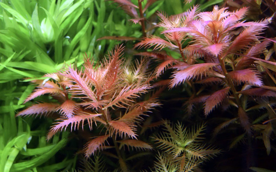 Tropica Proserpinaca palustris 'Cuba' 1-2-GROW! - Image 2