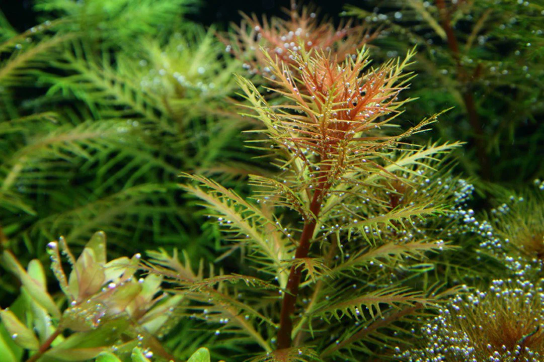 Tropica Proserpinaca palustris 'Cuba' 1-2-GROW! - Image 3