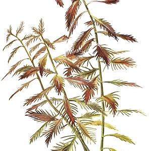Tropica Proserpinaca palustris 'Cuba' 1-2-GROW! - Image 4
