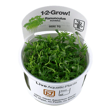 Tropica Ranunculus inundatus 1-2-GROW!
